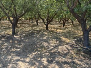 Terreno en venta con plantación de Almendros Paine Chada