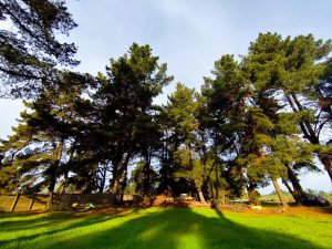20.000 m2 de terrenos planos con rol propios sector Outlet Park de Reñaca Alto-