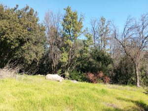 Se vende linda parcela de 7.137 zona la Aparición El Tránsito Paine, árboles frutales